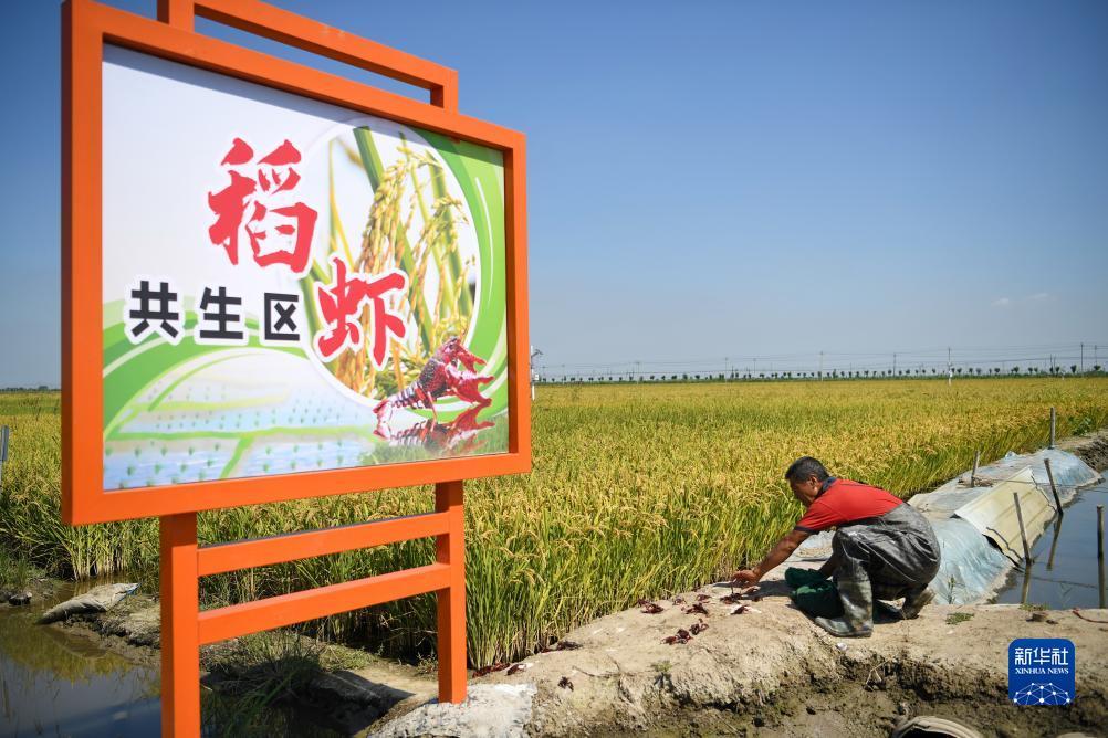 白菜申请可以送38彩金